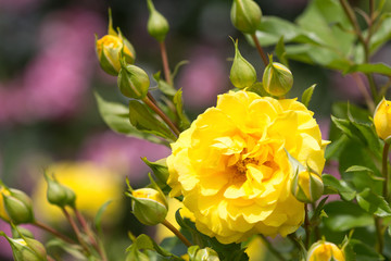 バラ　ゴールデン・フラッシュ