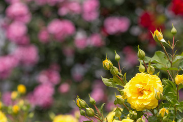 バラ　ゴールデン・フラッシュ