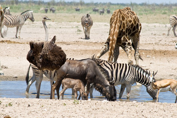 Fototapeta na wymiar Blue Wildebeest, Ostrich, Zebras, Giraffe and Springbok.