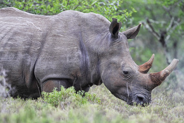 Breitmaulnashorn (Ceratotherium simum)