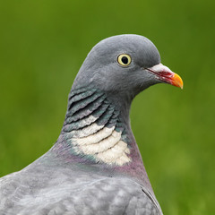 Ringeltaube (Columba palumbus)