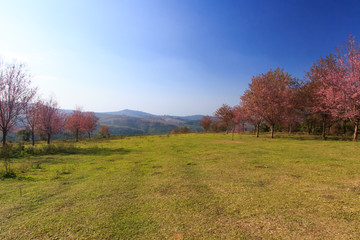 Wild Himalayan Cherry flower(Thailand's sakura)