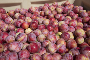 Freshly harvested plums the African Delight variety South Africa