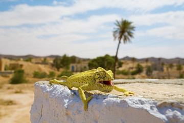 Chameleon in Tunesien mit einer Palme im Hintergrund