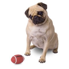 Hund Mops mit Ball Hundespielzeug isoliert auf weißem Hintergrund