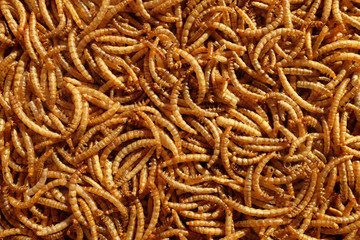 Pile of dried mealworms