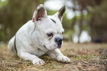 Fototapeta premium Close up portrait of French Bulldog lying in the forest with thoughtful look. Horizontal with copyspace.