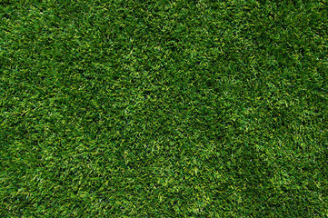 Fototapeta premium green grass