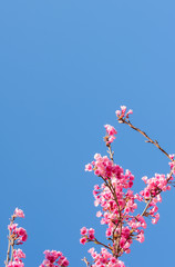 Wild Himalayan Cherry