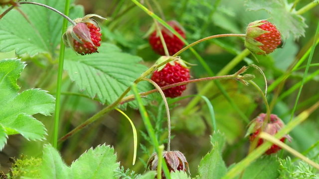 wild strawberry macro