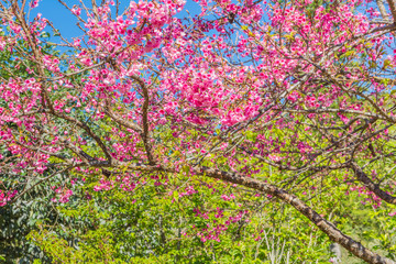 Wild Himalayan Cherry