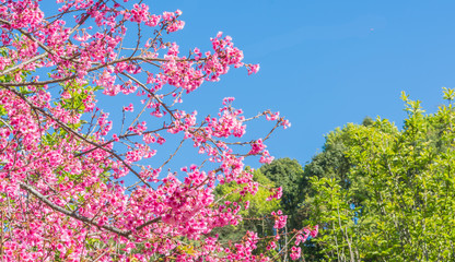 Wild Himalayan Cherry