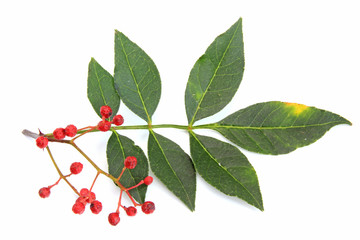 Szechuanpfeffer (Zanthoxylum piperitum)