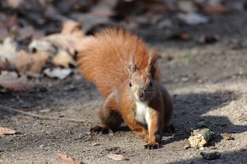 niedliches Eichhörnchen