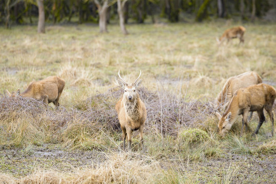 Herd of young deer, Salburua park, Vitoria(Spain)