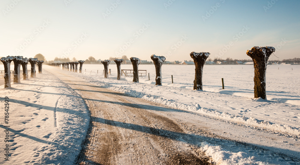 Wall mural Rows of pollard willows along a country road in winter