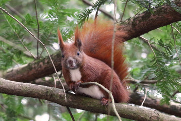 Eichhörnchen im Baum