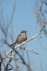 Bird in Blue