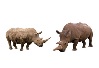 Obraz premium rhinoceros