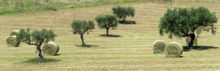 Marches (Italy): olive trees