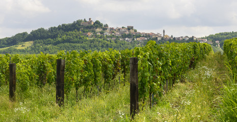 Fototapeta na wymiar Summer landscape in Monferrato with vineyards