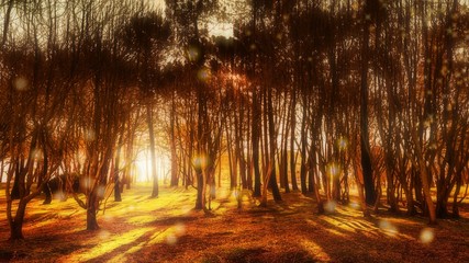 Magical Forest