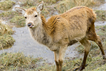 Baby deer, Salburua park, Vitoria (Spain)