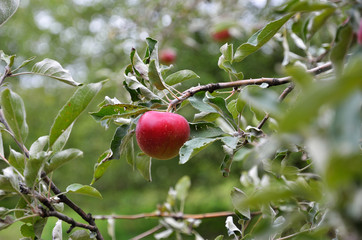 Mature fruit in the apple tree