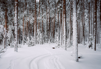 winter forest of pine