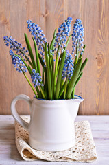 Blue Muscari flowers