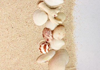 Sand background with sea shells