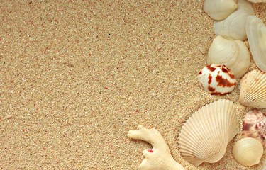 Sandy background with sea shells
