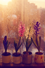Set of various hyacinth flowers on rustic window-sill