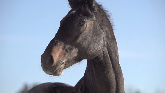 brown thoroughbred racehorse closeup