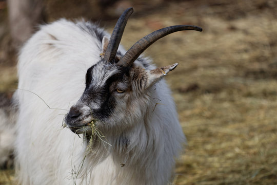 White goat shewing