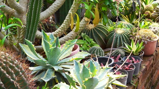 The Garden of Cactus & Succulent plant