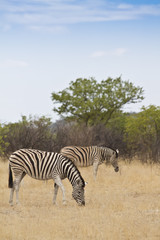 Fototapeta na wymiar Zebras am fressen
