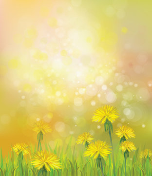 Vector of spring background with yellow dandelions.