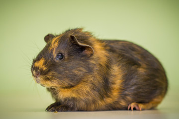 Glatthaarmeerschweinchen