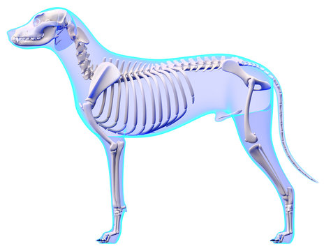 Dog Skeleton Anatomy - Anatomy of a Male Dog Skeleton