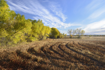 Fields and Colorful Cottonwoods in Autumn.