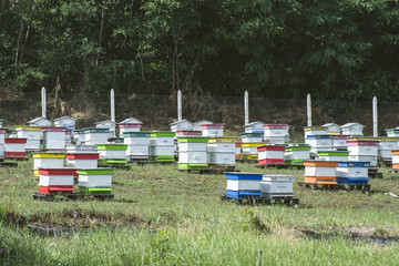 Fototapeta na wymiar Beehives in bee farm