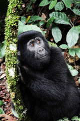 Obraz premium Small Mountain Gorilla