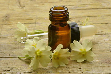 Vivesläktet Primula Primeln Primevère Pierwiosnek 報春花屬