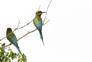 Blue tailed bee eaters sitting on a branch