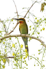 Blue tailed bee eater perched on a tree with a bee