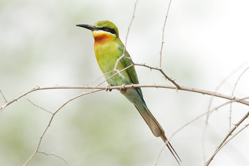Blue tailed bee eater on a branch