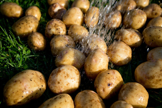 washing fresh potatoes