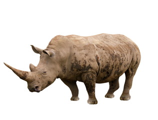 Obraz premium rhinoceros