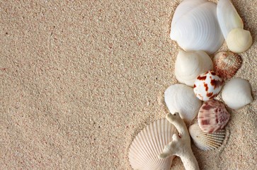Seashells on beige coral sand background